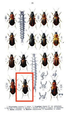 Badister sodalis