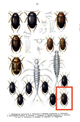 Ilybius fuliginosus