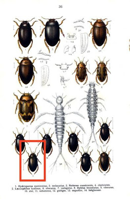 Ilybius subaeneus