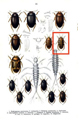 Laccophilus obscurus