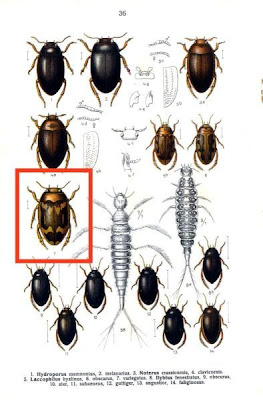 Laccophilus variegatus