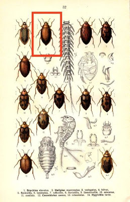 Haliplus mucronatus