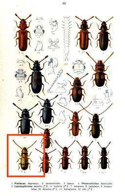 Laemophloeus bimaculatus