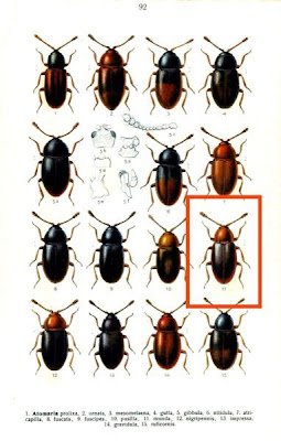 Atomaria munda