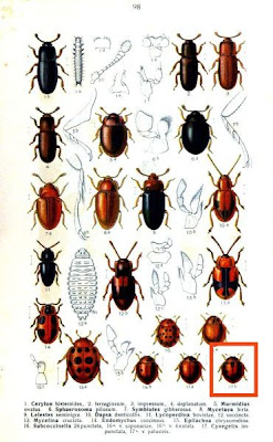 Cynegetis impunctata