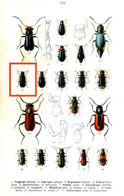 Ebaeus flavicornis