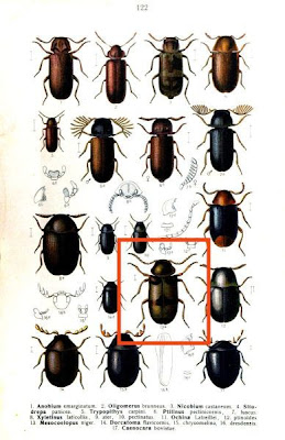 Ochina ptinoides