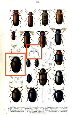 Xyletinus laticollis