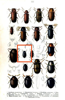 Xyletinus ater