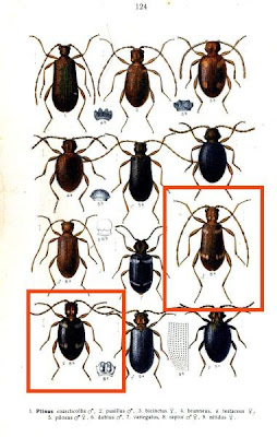 Eastern spider beetle Eastern spider beetle