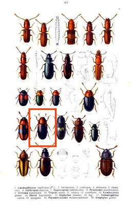 Dacne bipustulata