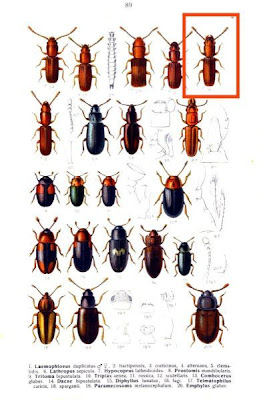 Laemophloeus alternans