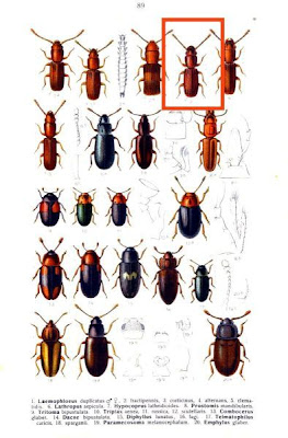 Laemophloeus corticinus
