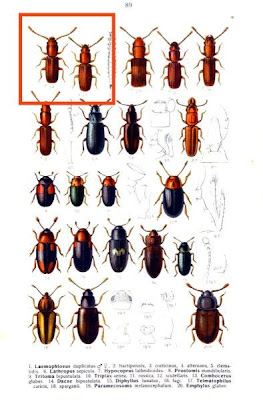 Laemophloeus duplicatus