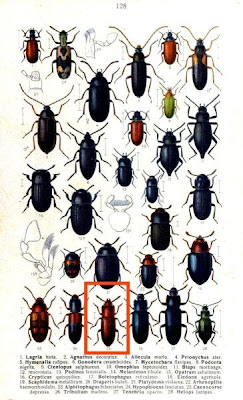 Caenocorse depressa