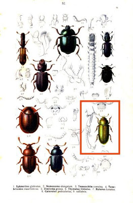 Byturus fumatus