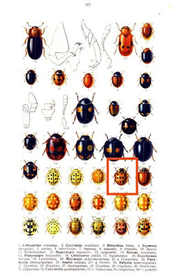Anatis ocellata