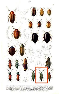 Corymbites heyeri