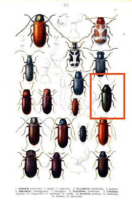 Xestobium plumbeum