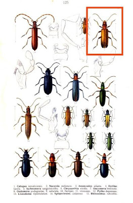 Nacerda melanura