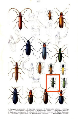 Oedemera flavipes