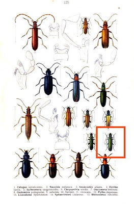 Oedemera virescens