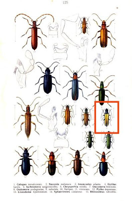 Oedemera subulata