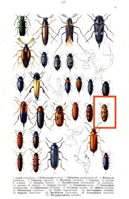 Abdera flexuosa