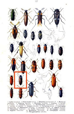 Xylita buprestoides