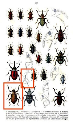 Bagous nodulosus