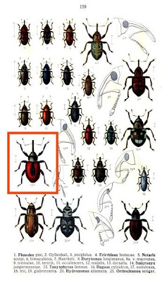 Dorytomus dorsalis