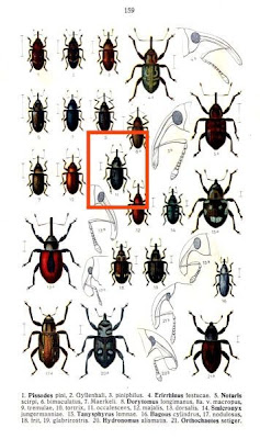 Dorytomus occalescens