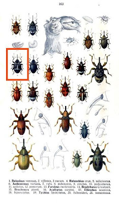 Balanobius crux