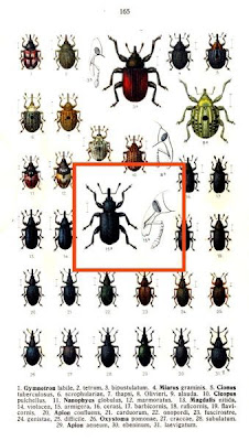 Magdalis armigera