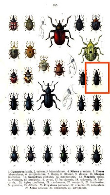 Magdalis barbicornis
