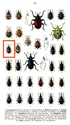 Nanophyes globulus