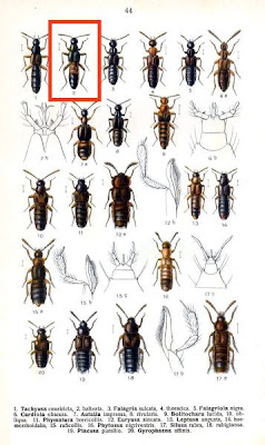 Tachyusa balteata