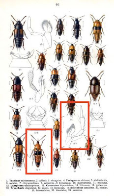 Bolitobius lunulatus