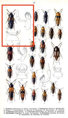 Tachinus subterraneus