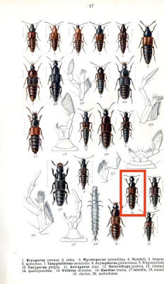 Quedius cruentus