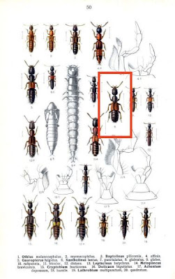 Xantholinus glabratus