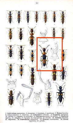 Paederus caligatus