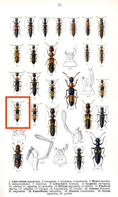 Paederus limnophilus