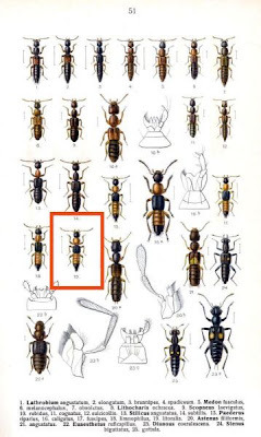 Paederus litoralis