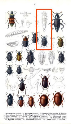 Oeceoptoma thoracica