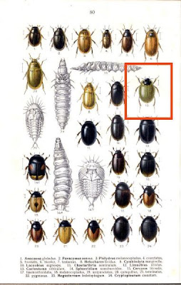 Laccobius nigriceps