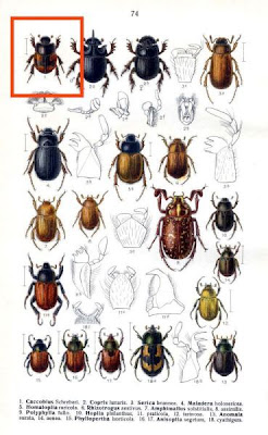 Caccobius schreberi