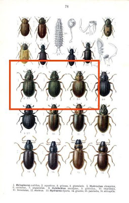 Ochthebius exculptus