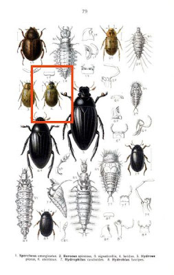 Berosus luridus