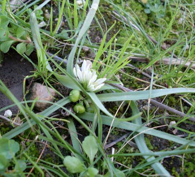 Dwarf Garlic Dwarf Garlic